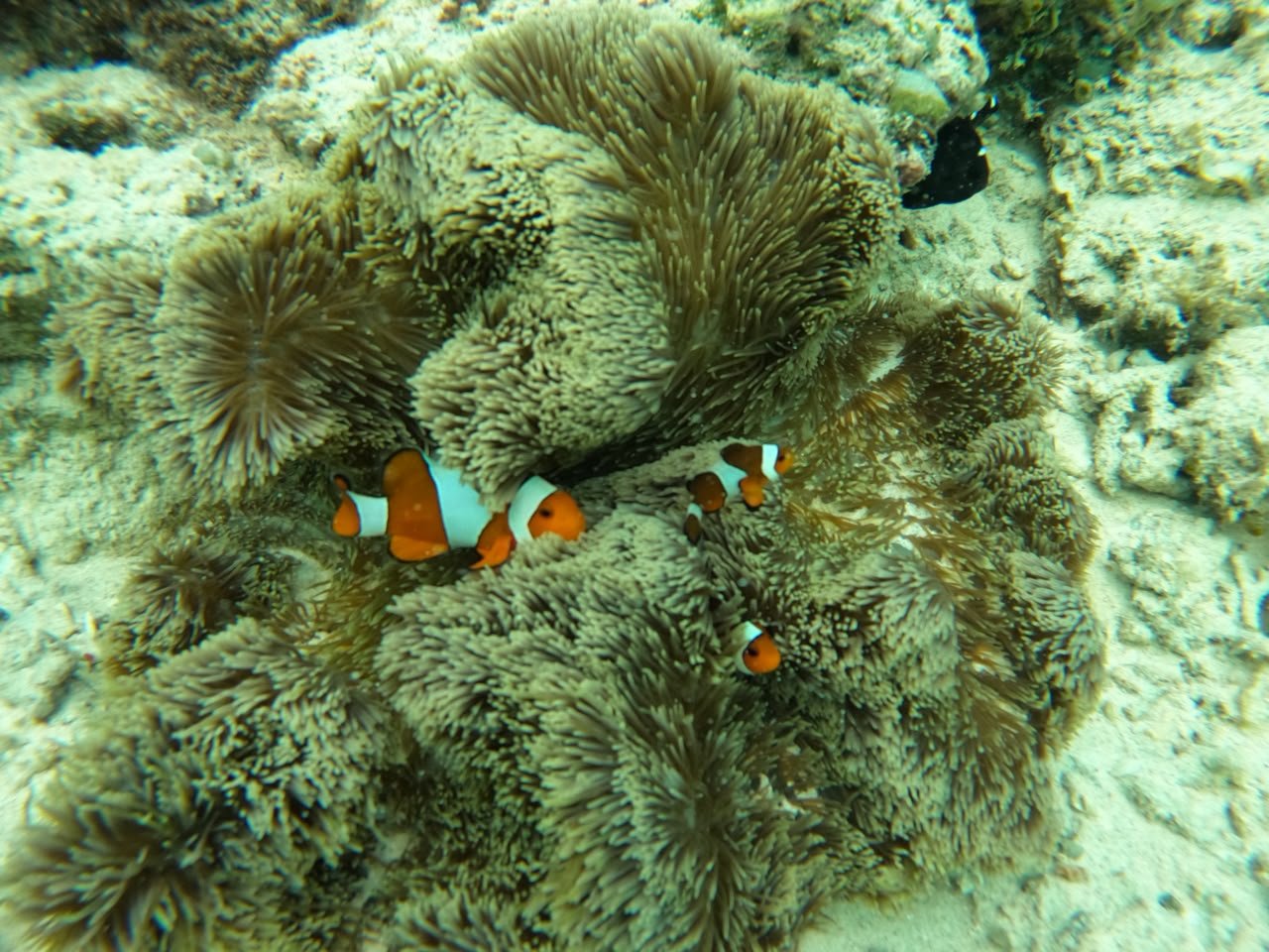 Private snorkeling boat at Turtle Point, Gili Islands